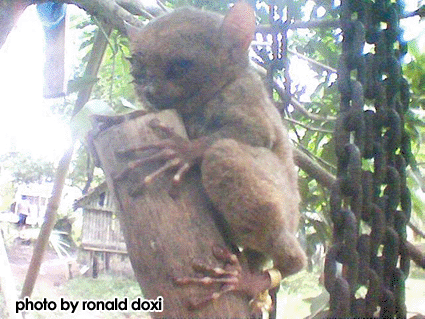 A tarsier found in Sabang, Borongan City in 2006.